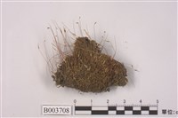 藏品(叢苔科)的圖片